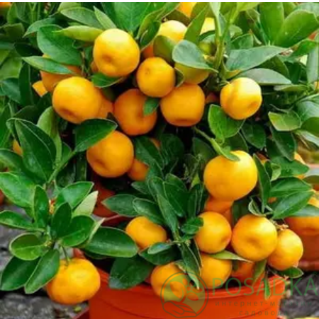 картинка Мандарин Нова (контейнер Р14) 