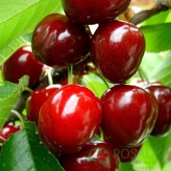 картинка Черешня Анонс 