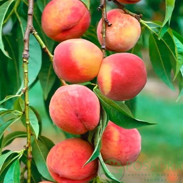 картинка Персик колоновидный Роман 
