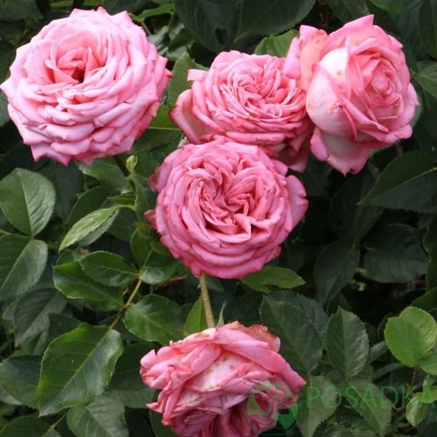 картинка Роза чайно-гибридная Веддинг Белз 