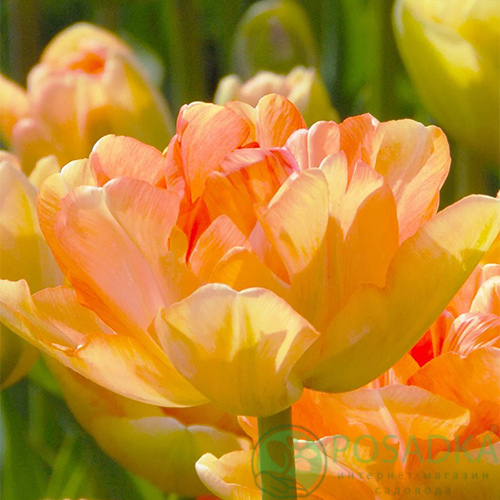 картинка Тюльпан Charming Lady 