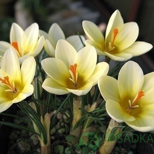 картинка Крокус Cream Beauty  картинка Крокус Cream Beauty