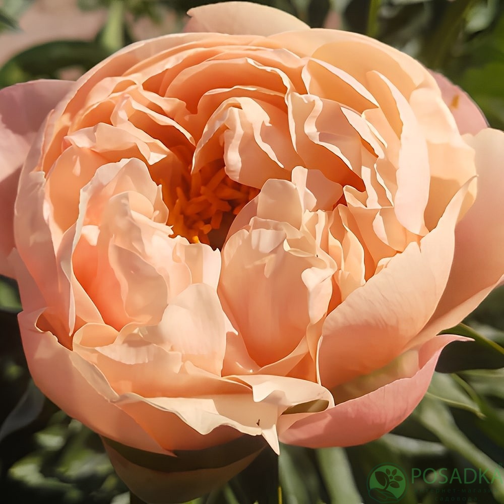 картинка Пион King's Day 