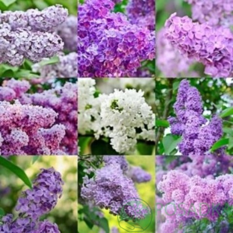 картинка Сирень микс 