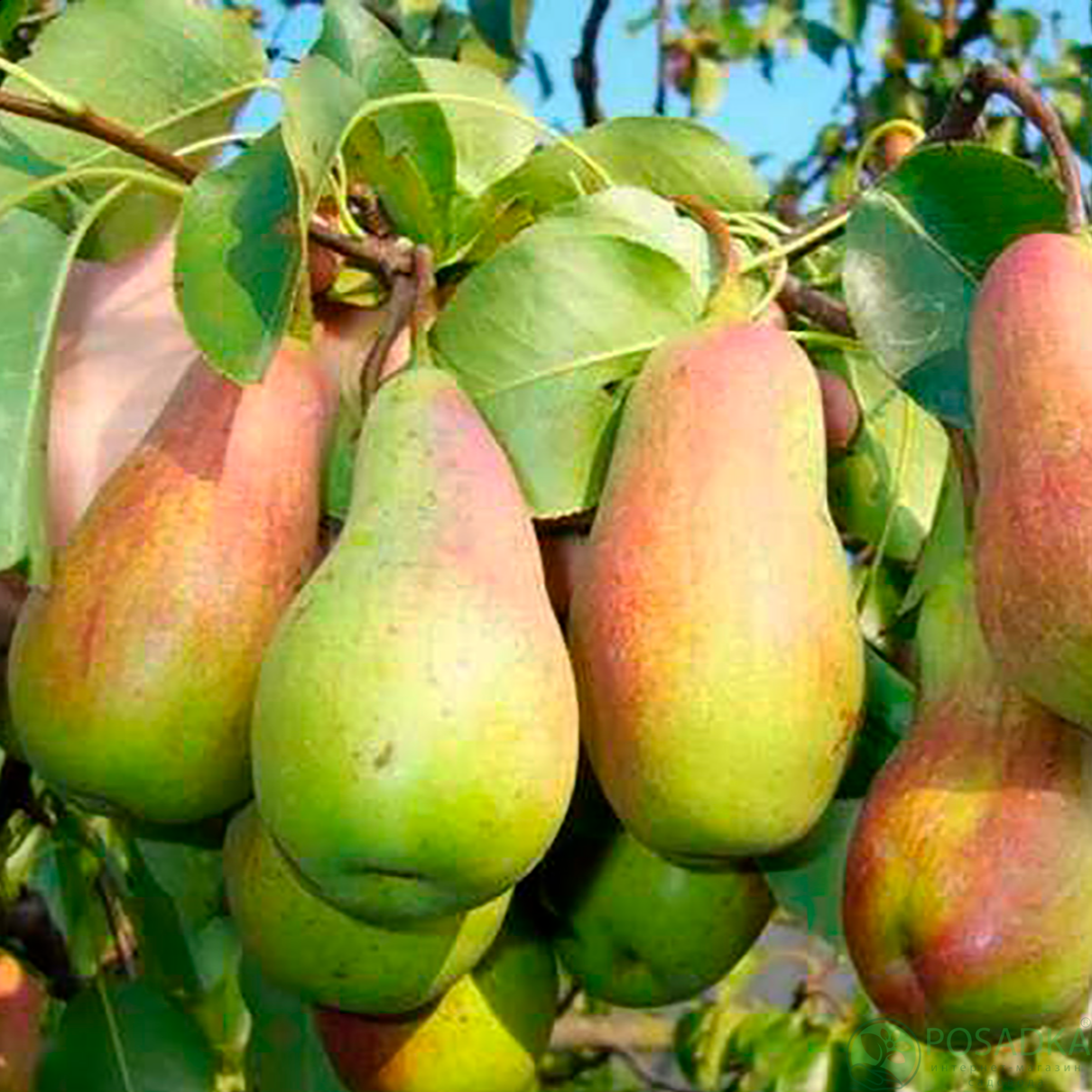 картинка Груша Парижанка 