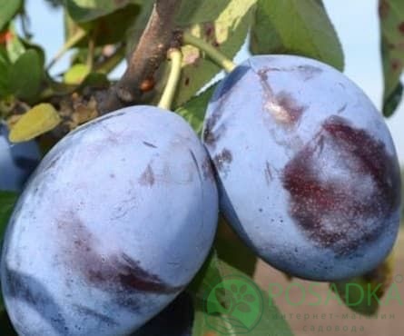 картинка Слива Чачакская Лепотика 