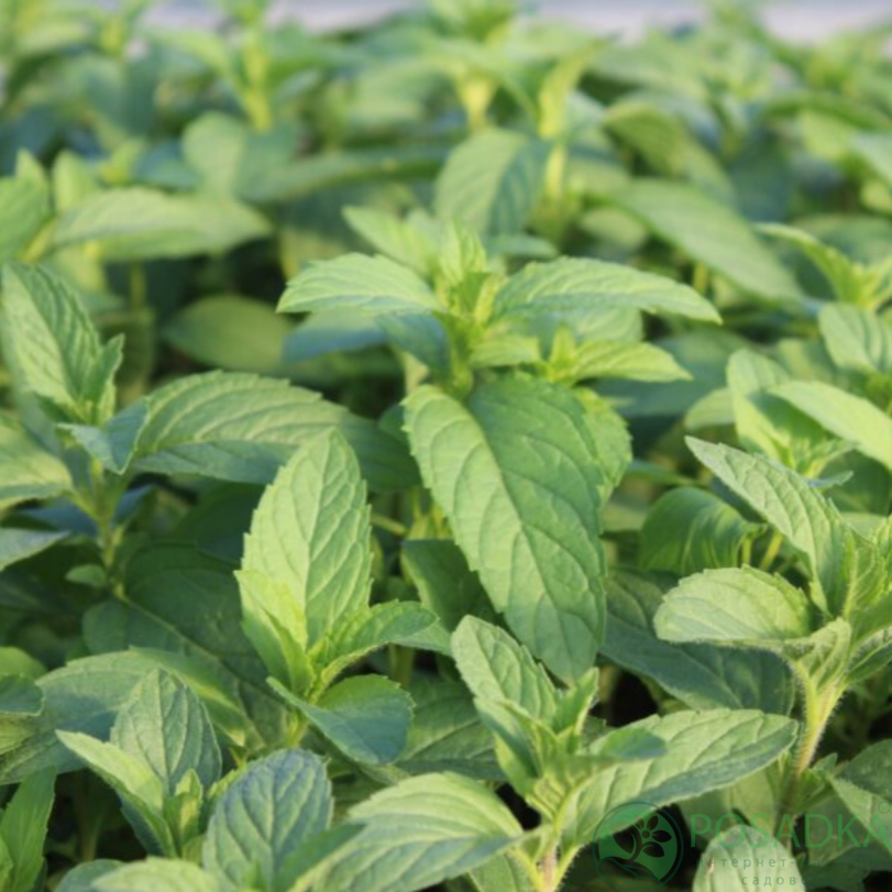 картинка Мята японская 