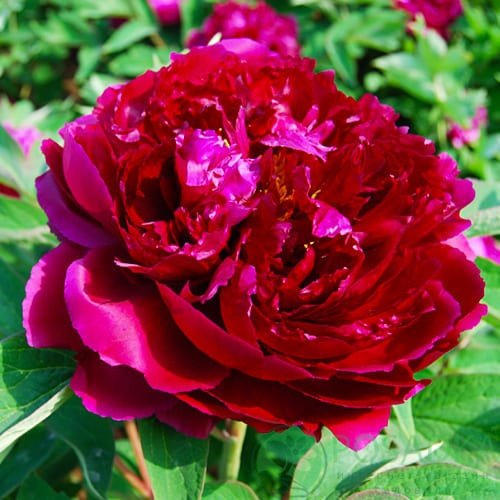 картинка Пион древовидный Paeonia suffr. red 