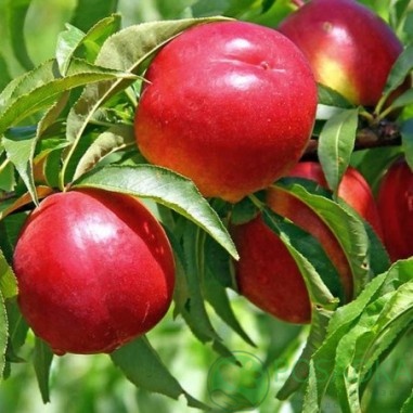 картинка Нектарин Старк Сангло 