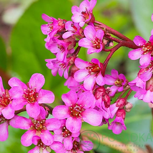 картинка Бадан (Бергения) Cordifolia 