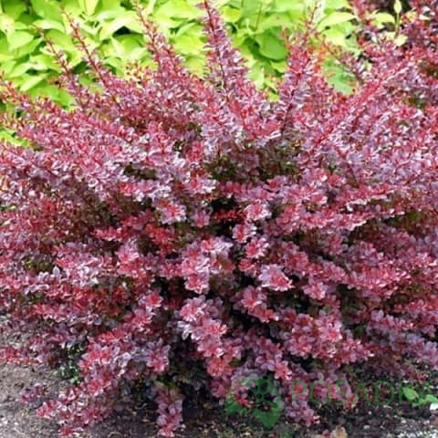 картинка Барбарис Тунберга Flamingo 