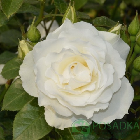 картинка Роза флорибунда Алабастер 