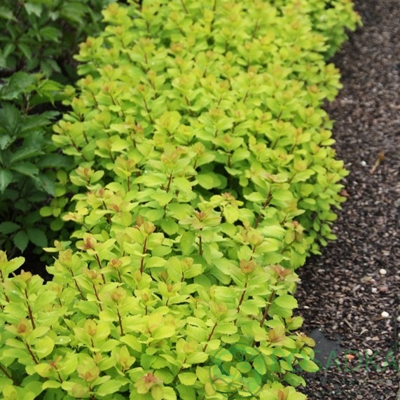 картинка Спирея берёзолистная Tor Gold 