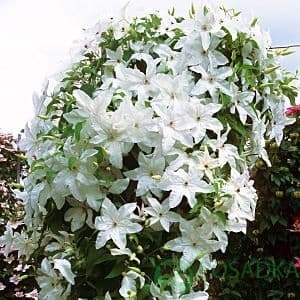 картинка Клематис Beautiful Bride PBR 