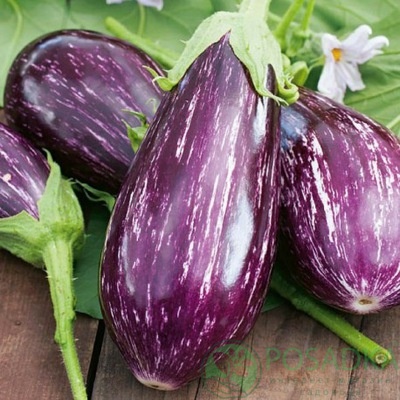 картинка Семена Баклажан Цаконики семена 0.3 г, SeedEra 