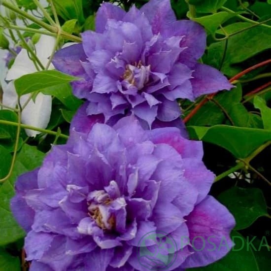 картинка Клематис Beauty of Worcester 