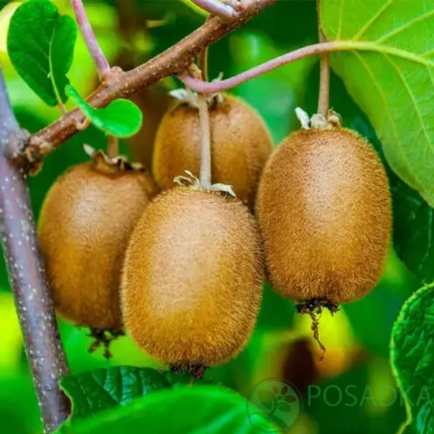 картинка Киви Подолья (самоплодный, ранний) 