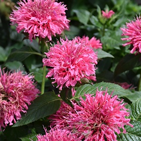 картинка Монарда гибридная Blast Beebalm 