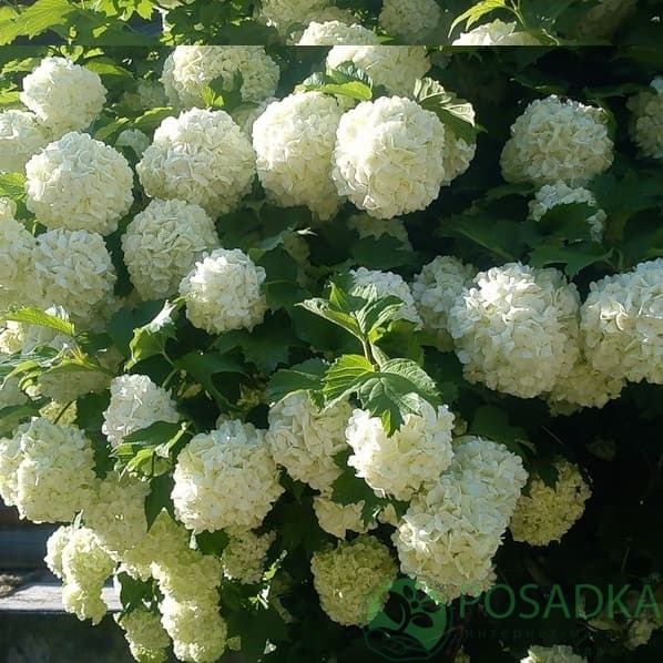 картинка Калина Бульденеж картинка Калина Бульденеж