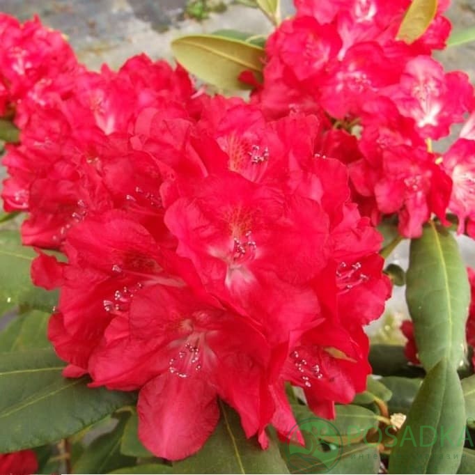 картинка Рододендрон гибридный Busuki С2  картинка Рододендрон гибридный Busuki С2