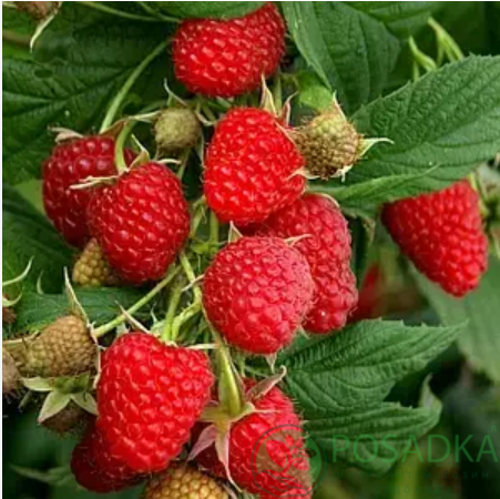 картинка Малина Моника 