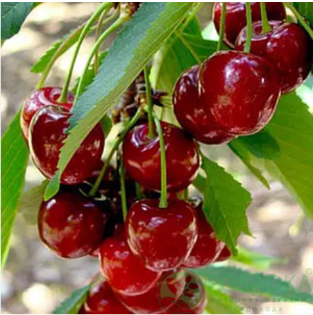 картинка Вишня Мелитопольская десертная 