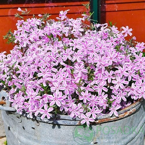 картинка Флокс шиловидный Kimono Pink White 