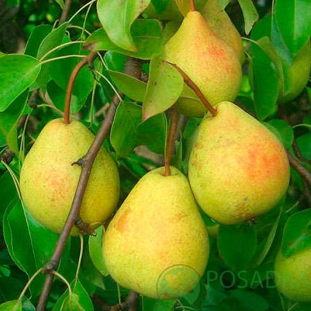 картинка Груша Сокровище 