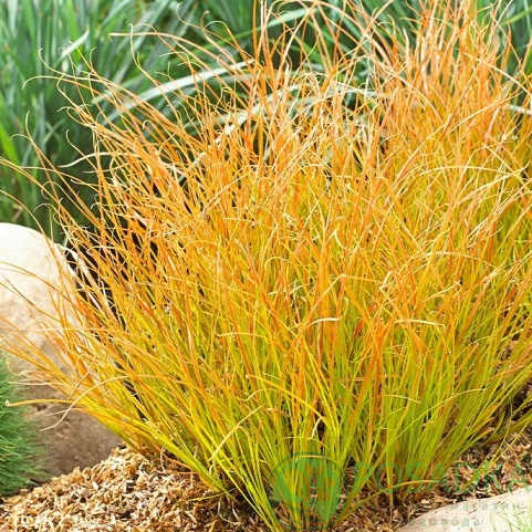 картинка Осока степная Prairie Fire картинка Осока степная Prairie Fire