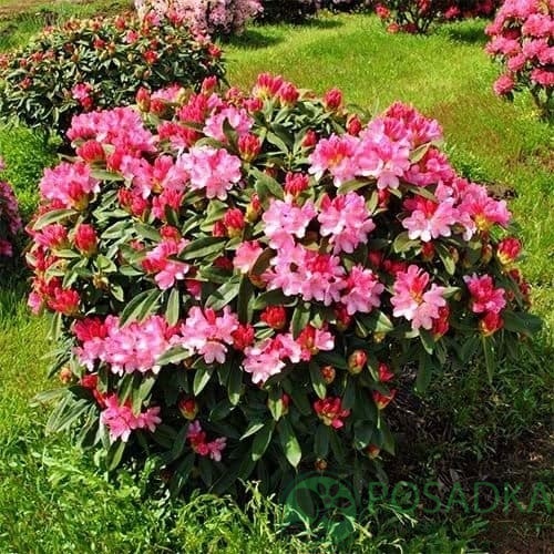 картинка Рододендрон якушиманский Sneezy 