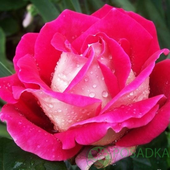 картинка Роза чайно-гибридная Кроненбург 