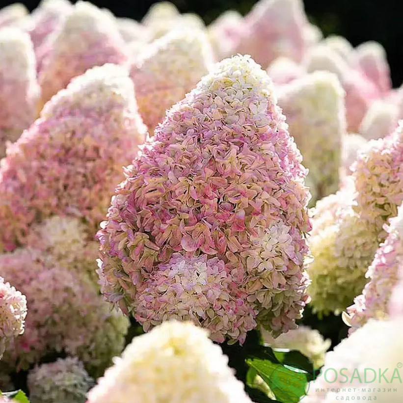 картинка Гортензия метельчатая Living Candy Love 