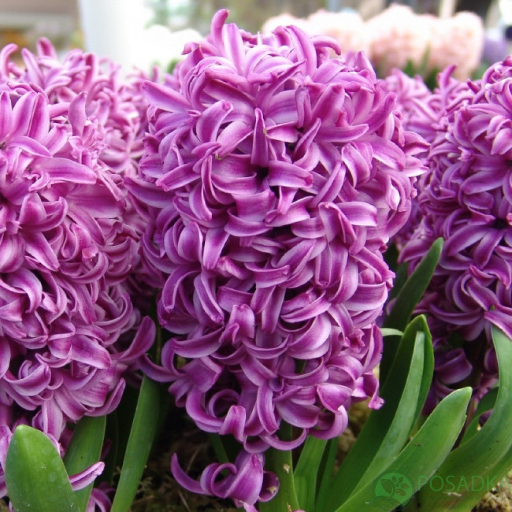 картинка Гиацинт Purple Sensation 
