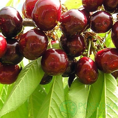 картинка Черешня Регина 