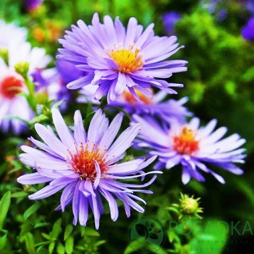 картинка Астра кустарниковая Early Blue картинка Астра кустарниковая Early Blue
