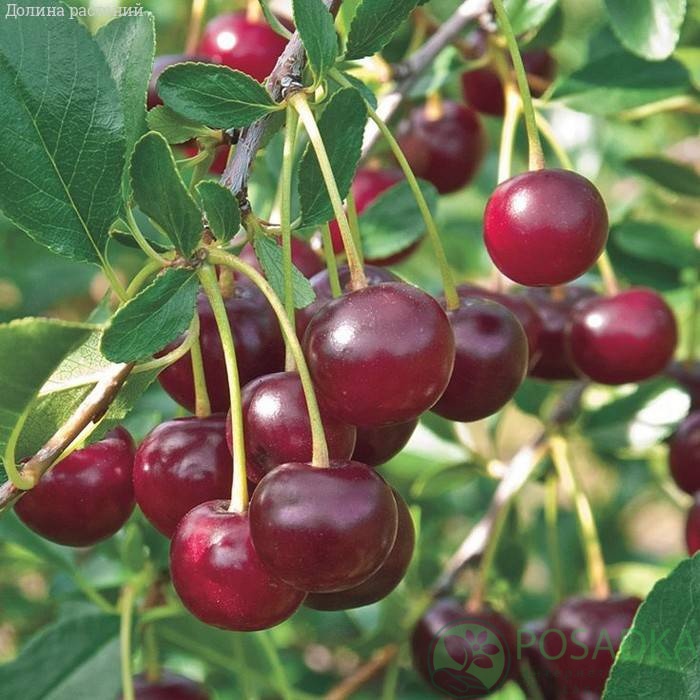картинка Вишня Кармин Джуел (Carmine Jewel) 3л 