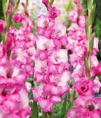 картинка Гладиолус Фадо 