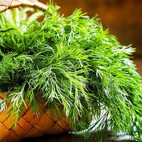 картинка Семена Укроп Мамонт 3 г, Seedera 