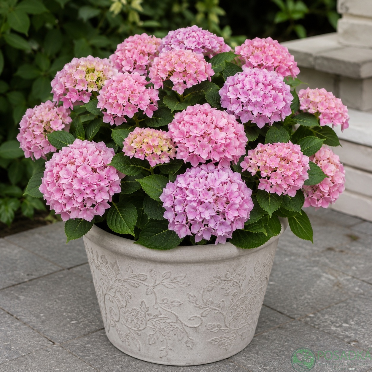 картинка Гортензия крупнолистная Tabletensia Pink 