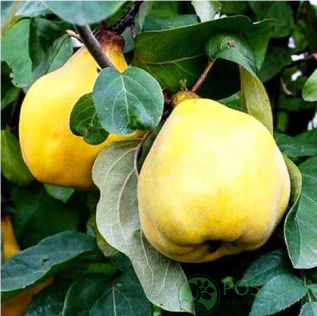 картинка Айва яблоковидная Мария 