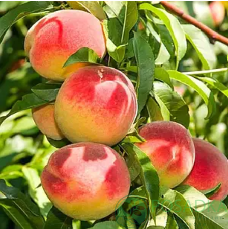 картинка Персик колоновидный Элис Кол 