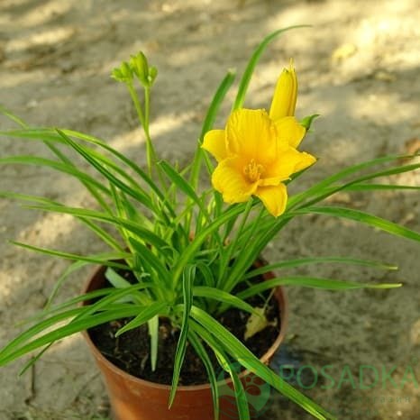 картинка Лилейник карликовый 