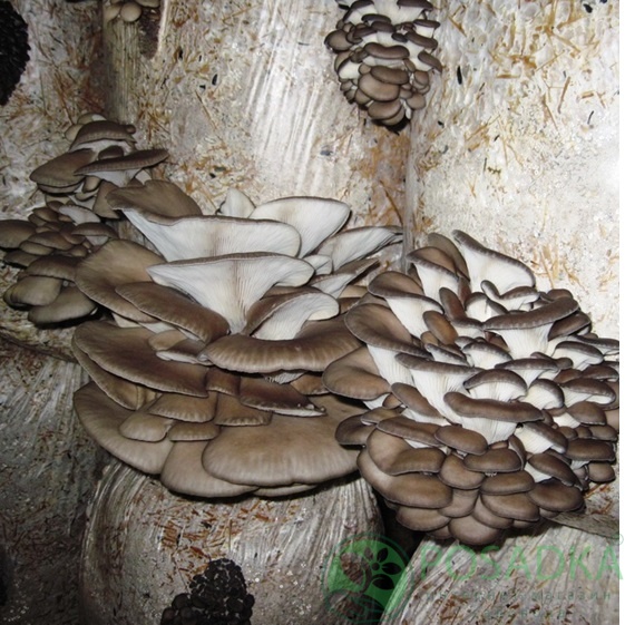 картинка Грибной блок вешенка SN-010 015, 8 кг 