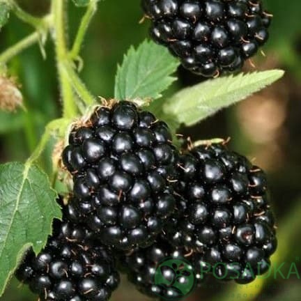 картинка Ежевика Блэк даймонд (Black Diamond) 2 года 
