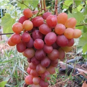 картинка Виноград Красная Шапочка 