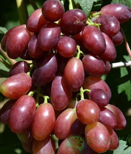 картинка Виноград Малиновая Заря 