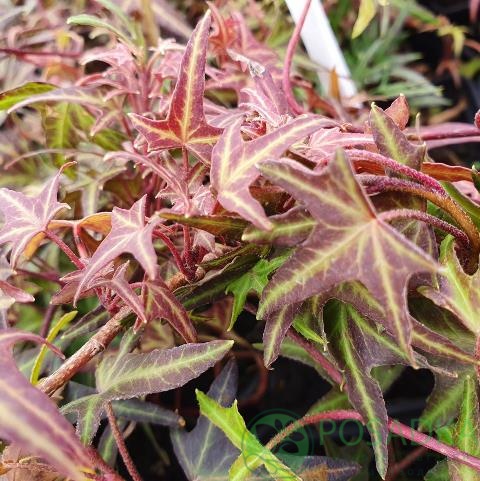 картинка Плющ обыкновенный Старлинг  картинка Плющ обыкновенный Старлинг