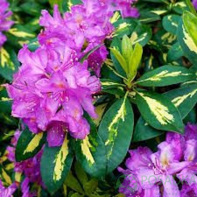 картинка Рододендрон Gold Flimmer 