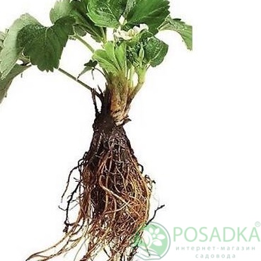 картинка Клубника Капри 