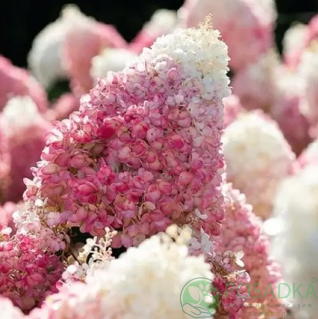 картинка Гортензия метельчатая Living Strawberry Blossom 